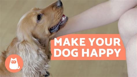 Are dogs happier with a second dog?